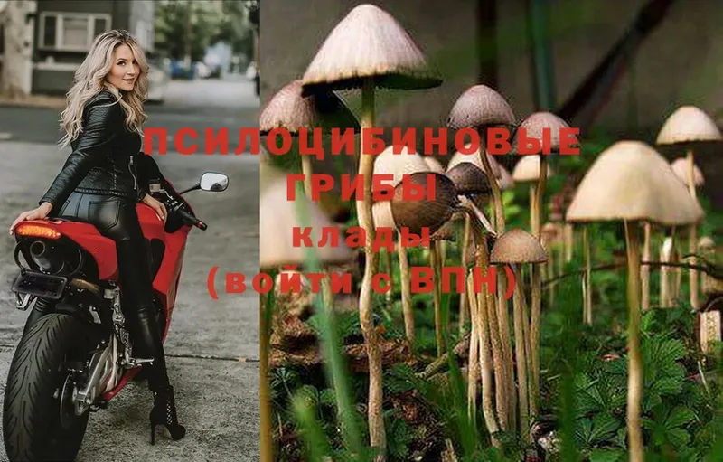 hydra   купить наркоту  Салават  Галлюциногенные грибы Magic Shrooms 